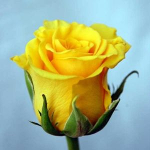 Желтая роза Кения 35-40 см