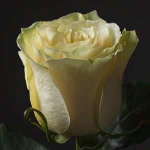Роза Белая (60 см.)