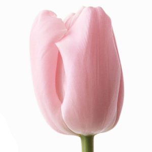 Тюльпан Светло-Розовый