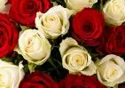 25 красных и белых роз Кения 35-40 см в упаковке small №3