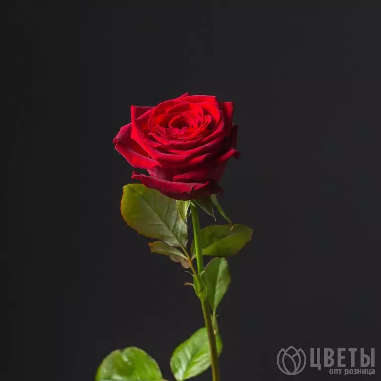 Красная роза Кения 35-40 см №1