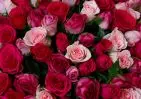 101 красной и розовой розы Кения 35-40 см в упаковке small №3