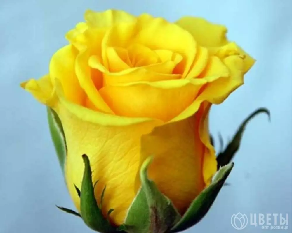 Желтая роза Кения 35-40 см №1