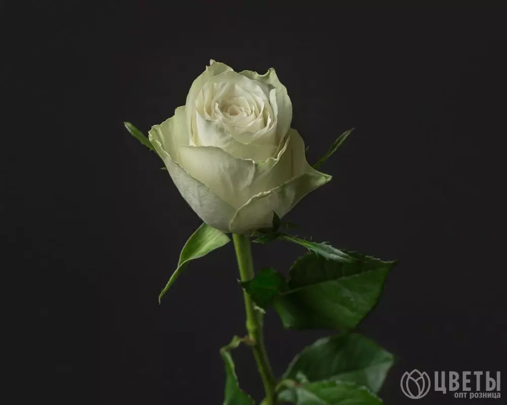 Белая роза Кения 35-40 см №1