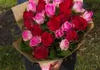 25 красных и розовых роз Кения 35-40 см в упаковке small №1