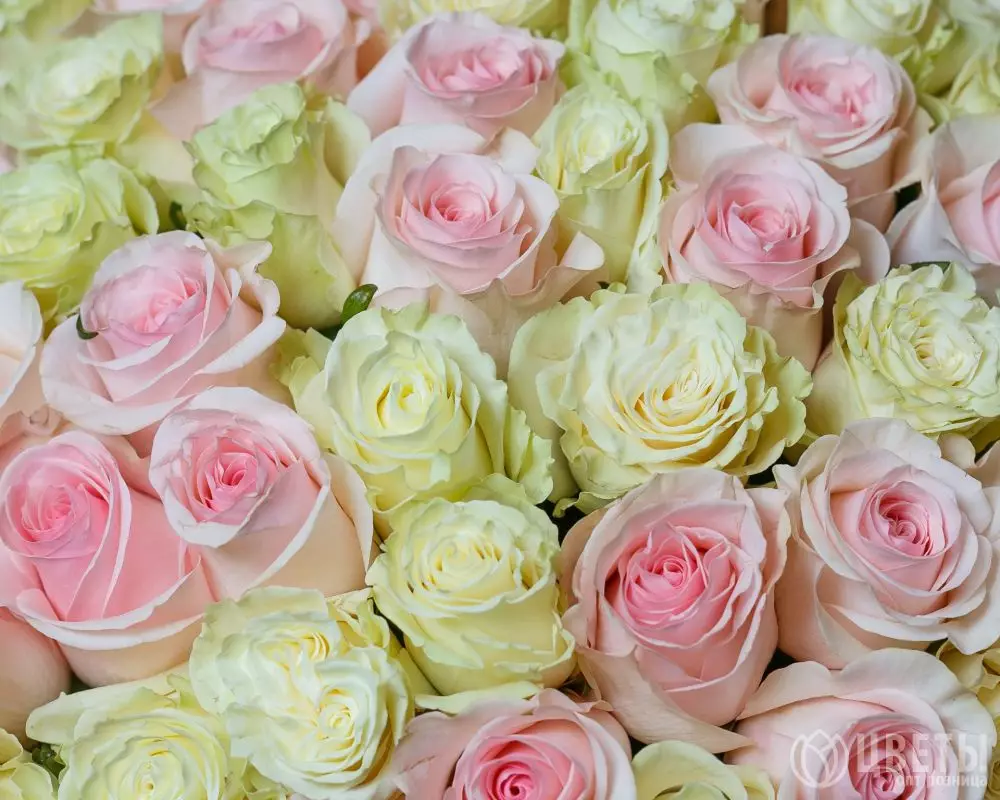 101 белой и розовой розы 60 см в упаковке №3