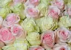 101 белой и розовой розы 60 см в упаковке small №3